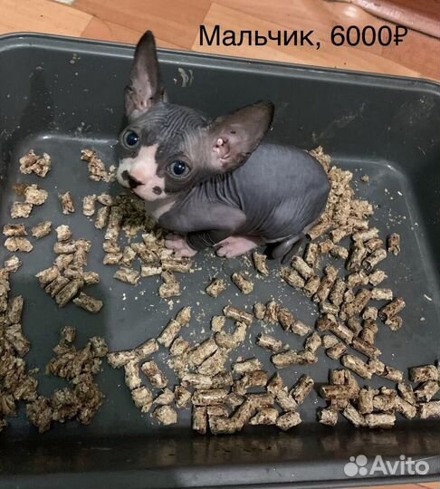 Канадский сфинкс котенок