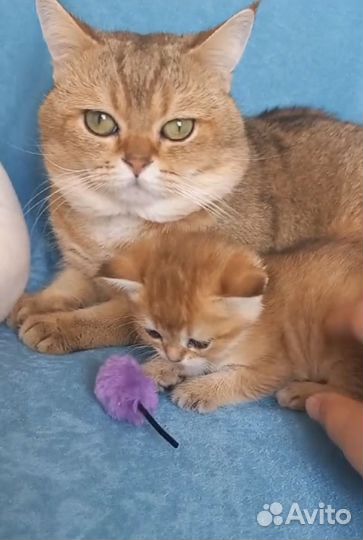 Британские котята