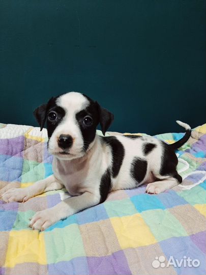 Щенки питбуля