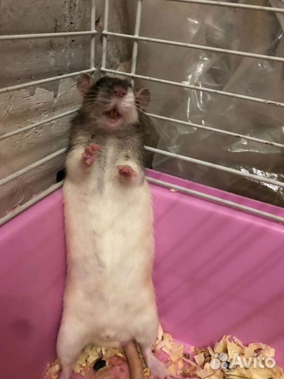 Крысы дамбо бесплатно