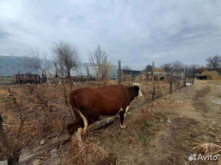 Корова,телка