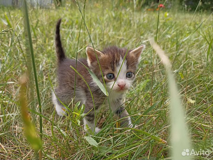 Кошки в добрые руки