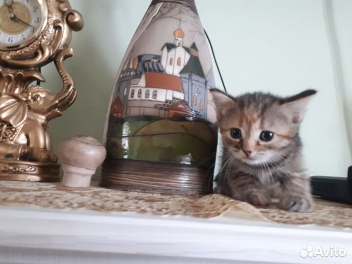 Домашние животные