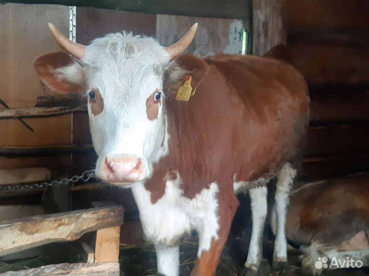 Телки стельные