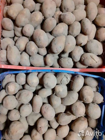 Крупный и семенной картофель сорт Аврора