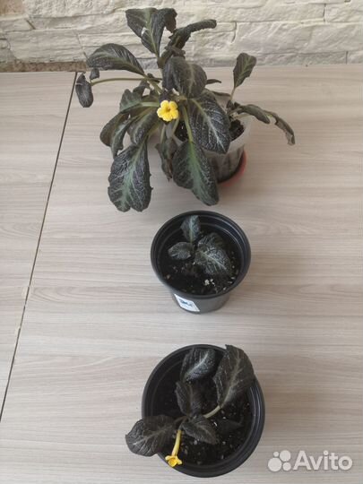 Цветы комнатные Декабрист, Эписция и Фикус