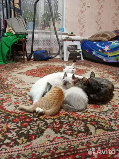 Кошка в дар бесплатно
