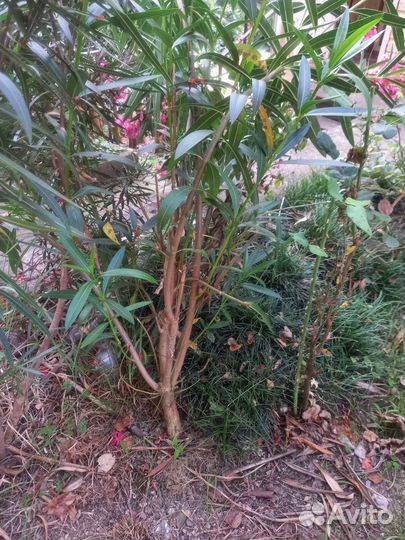 Алеандр большой куст