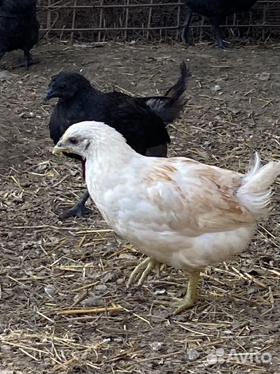 Куры молодки