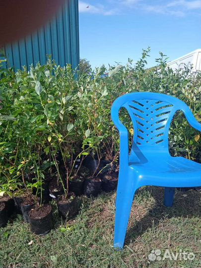 Саженцы голубики