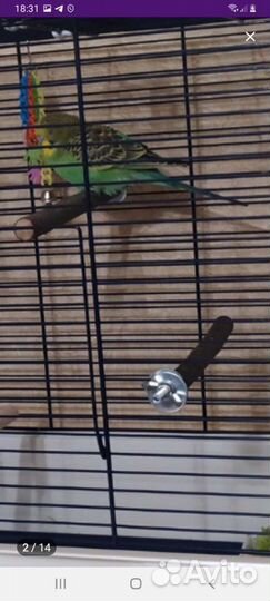 Жердочки и игрушки для попугаев (новые)