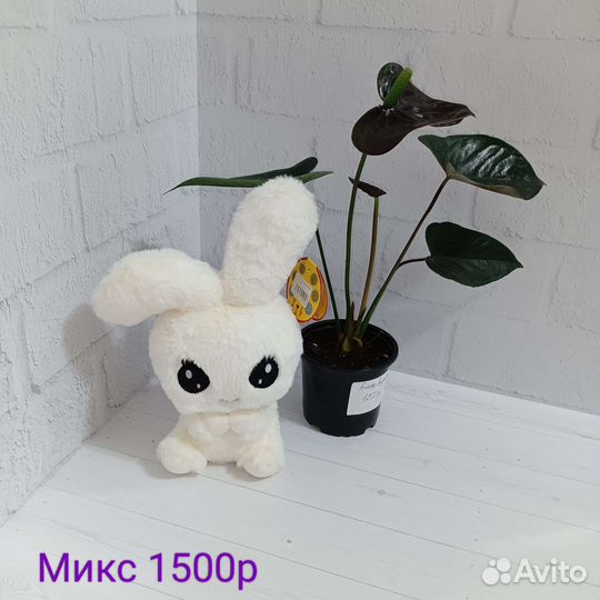 Подарок на день рождения