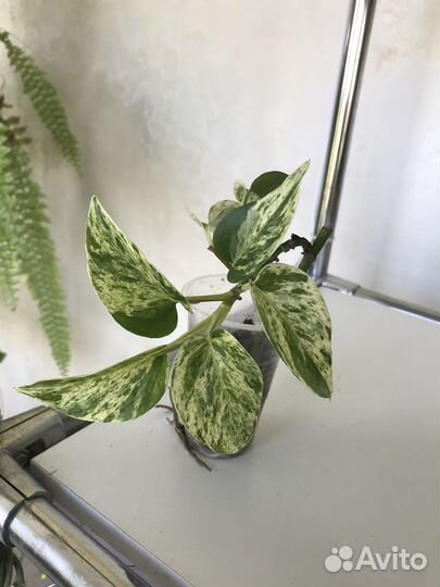 Сциндапсус и др