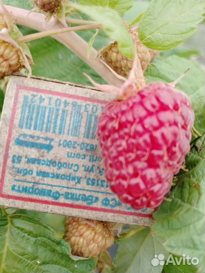 Ремонтантная малина