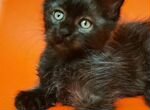 Мейн-кун кошка черная солидная