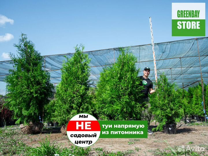 Туя брабант 1,4 м свежая копка 2023