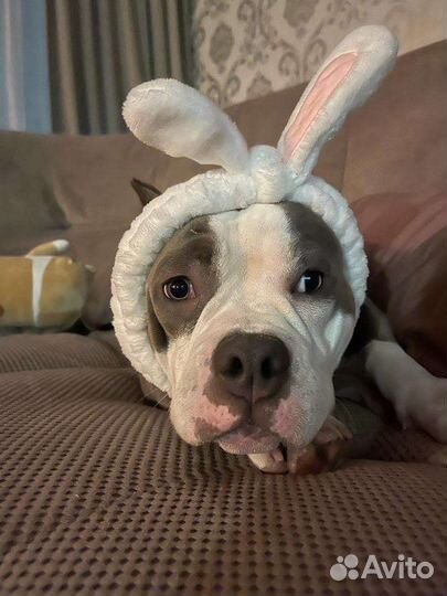 Американский булли вязка