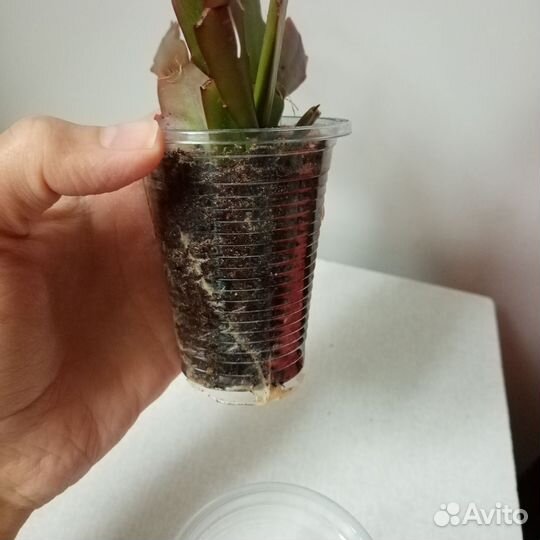 Шлюмбергера Samba Brasil