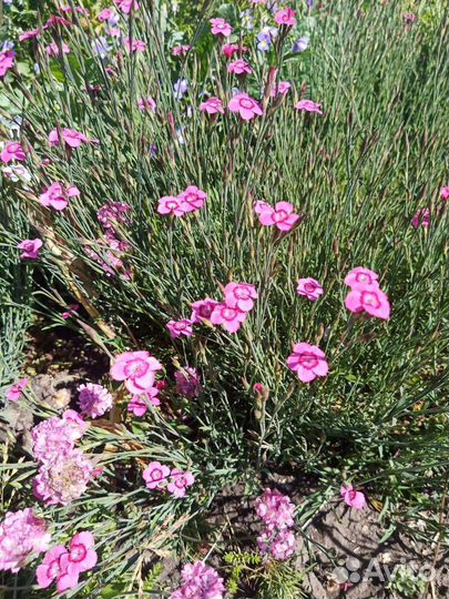 Флокс шиловидный, примула, гвоздичка