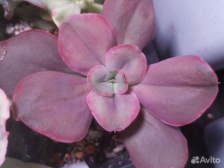 Эхеверии сортовые, эониумы, алое и хавортии