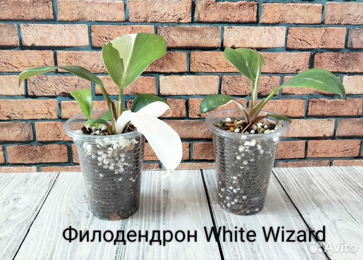 Филодендрон White Princess,Принц Оранж, и т.д