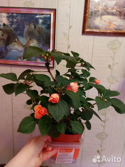 Бальзамины махровые оранж и музыка принцесса пинк