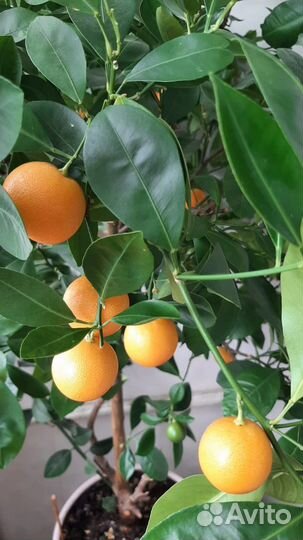 Мандариновое дерево с плодами