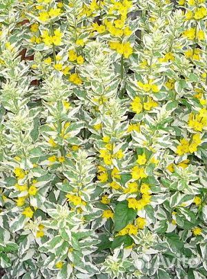 Многолетники