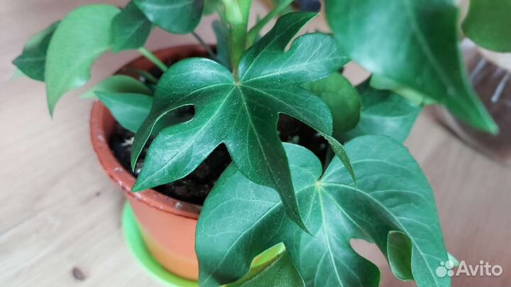 Фатсхедера