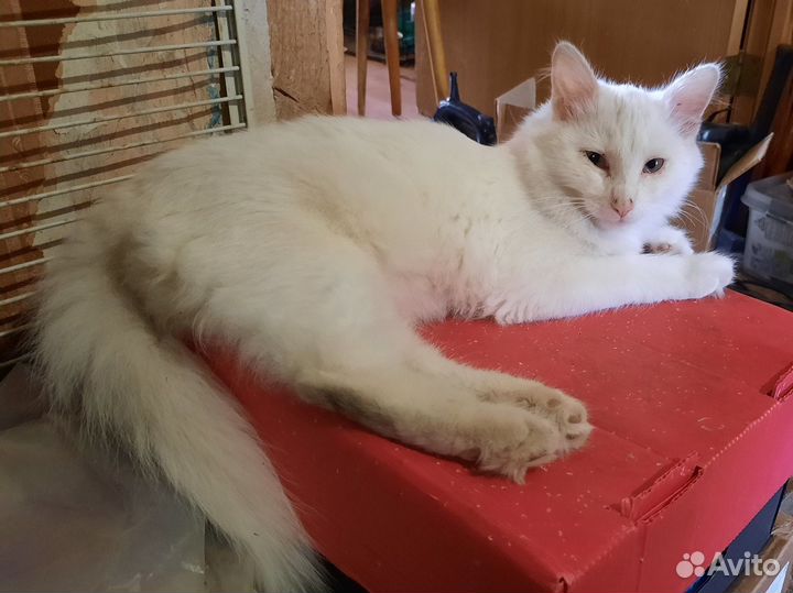 Мальчик без дома