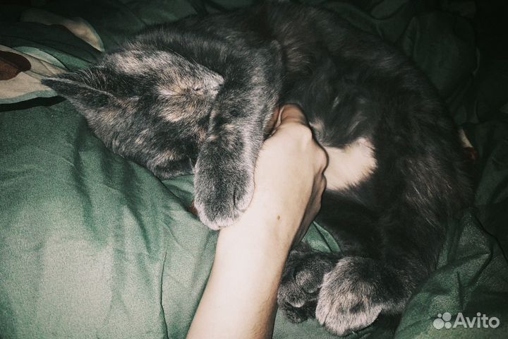 Кошка в дар бесплатно
