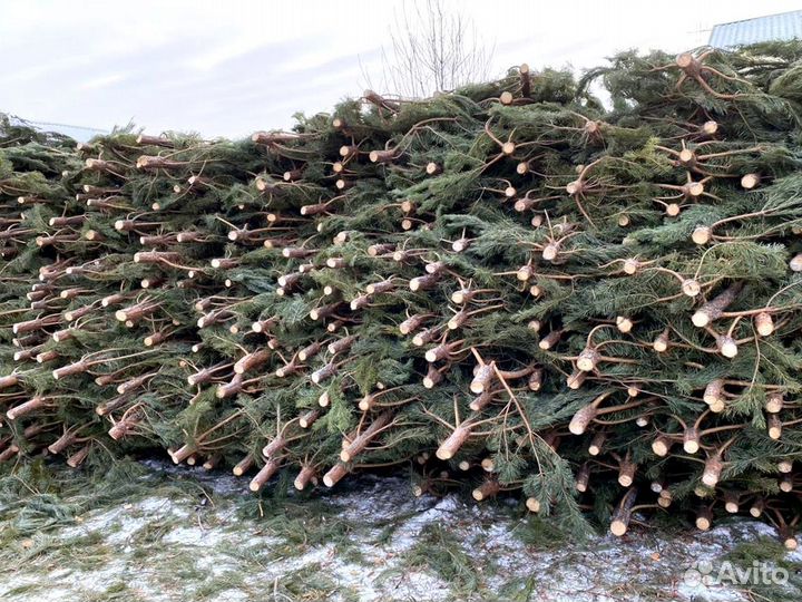 Сосна Рождественская