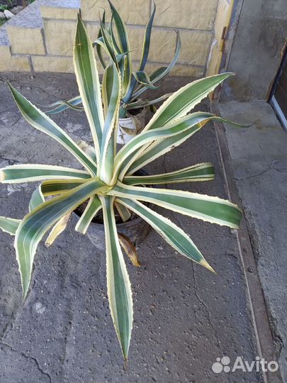 Алое Агава