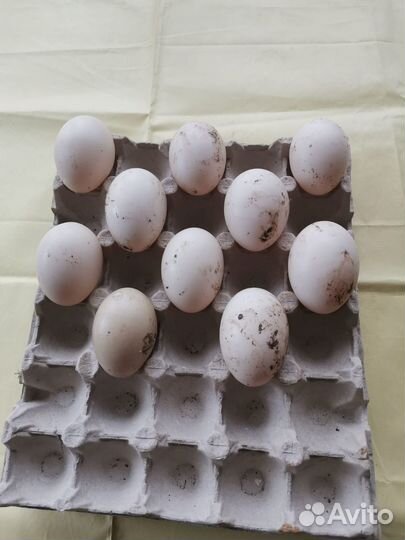 Инкубационное яйцо индоутки