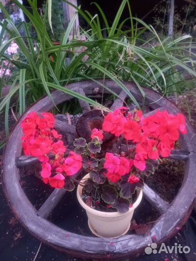 Сортовые пеларгонии