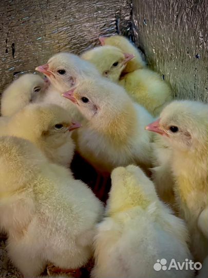 Цыплята бройлеры