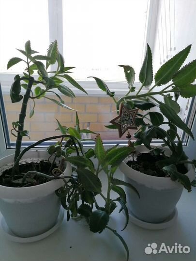 Комнатные цветы каланхоэ