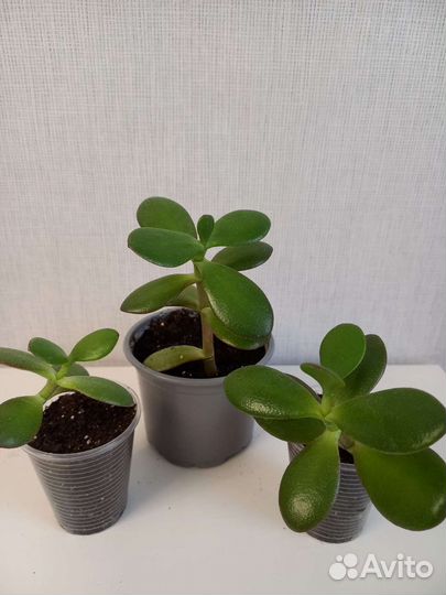 Толстянка (денежное дерево, красула)