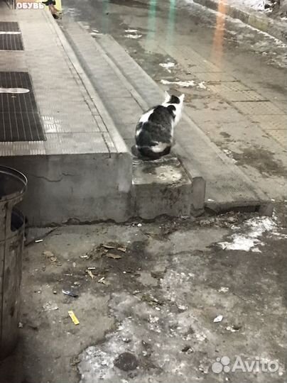 Отдам кота в добрые руки