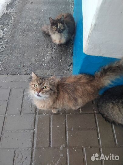 Кошка в дар бесплатно