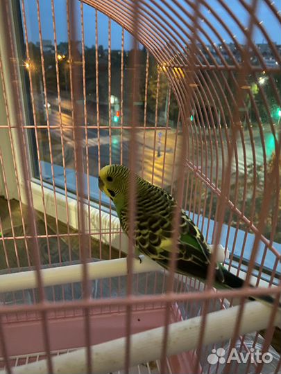 Волнистый попугай