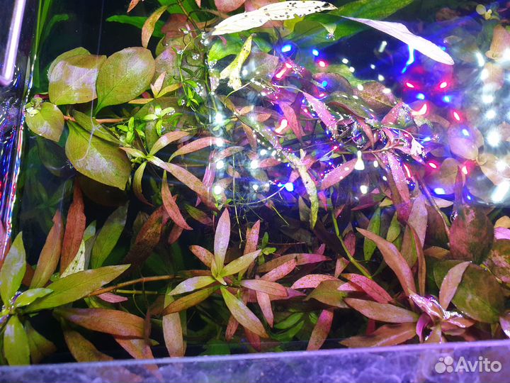 Аквариумные растения