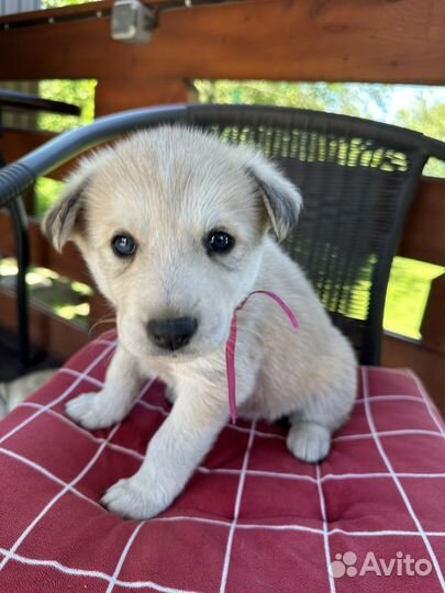 Щенки хаски