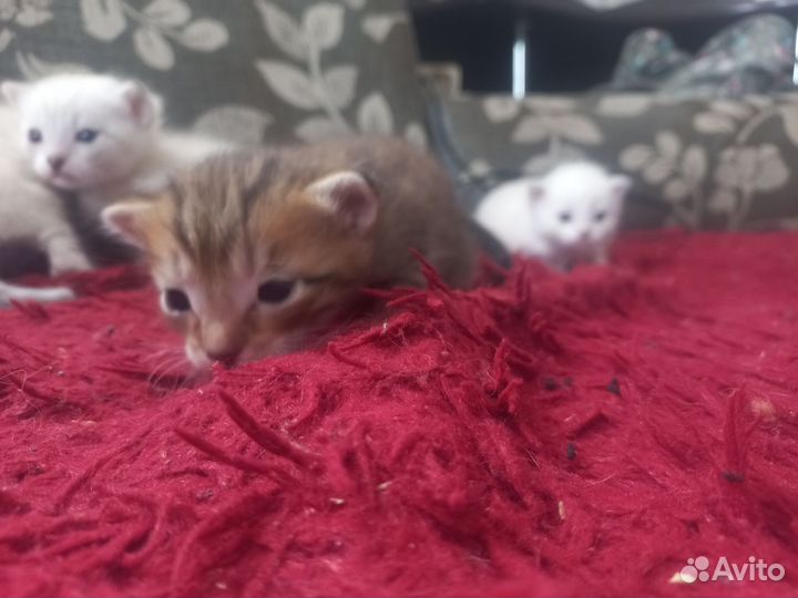 Кошка в дар бесплатно