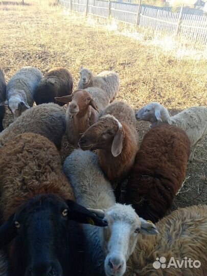 Овцы бараны ягнята