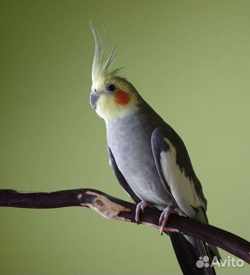 Попугай корелла