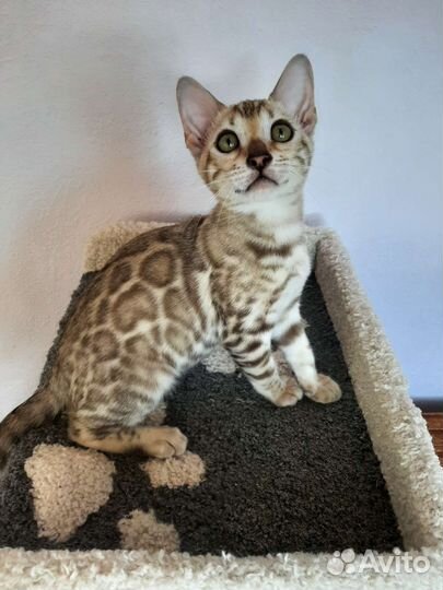 Бенгальские котейки в разведение