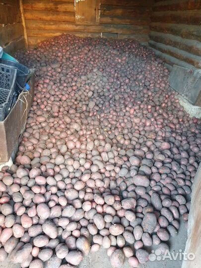 Продам картофель