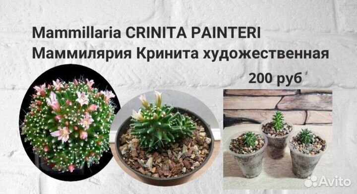 Суккуленты эуфорбия эхеверия крассула сансевиерия