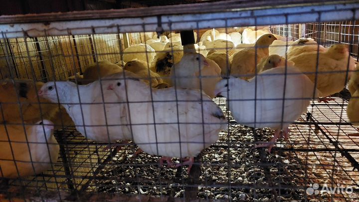 Яйцо перепелинное инкубационное